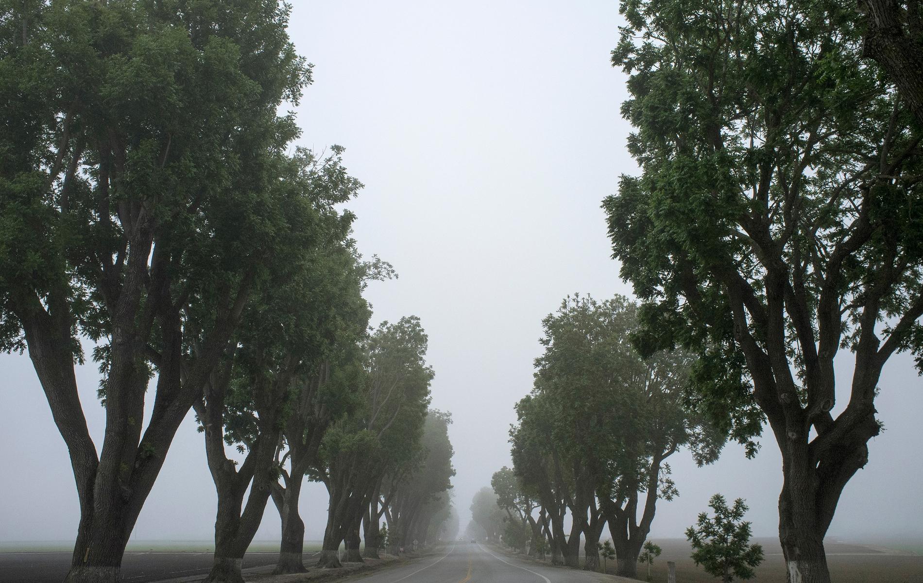 Green trees lined up on both sides of a road. It is a gloomy day and there is fog everywhere.
